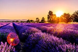 Kung-Fu Woche in Frankreich - lavender field